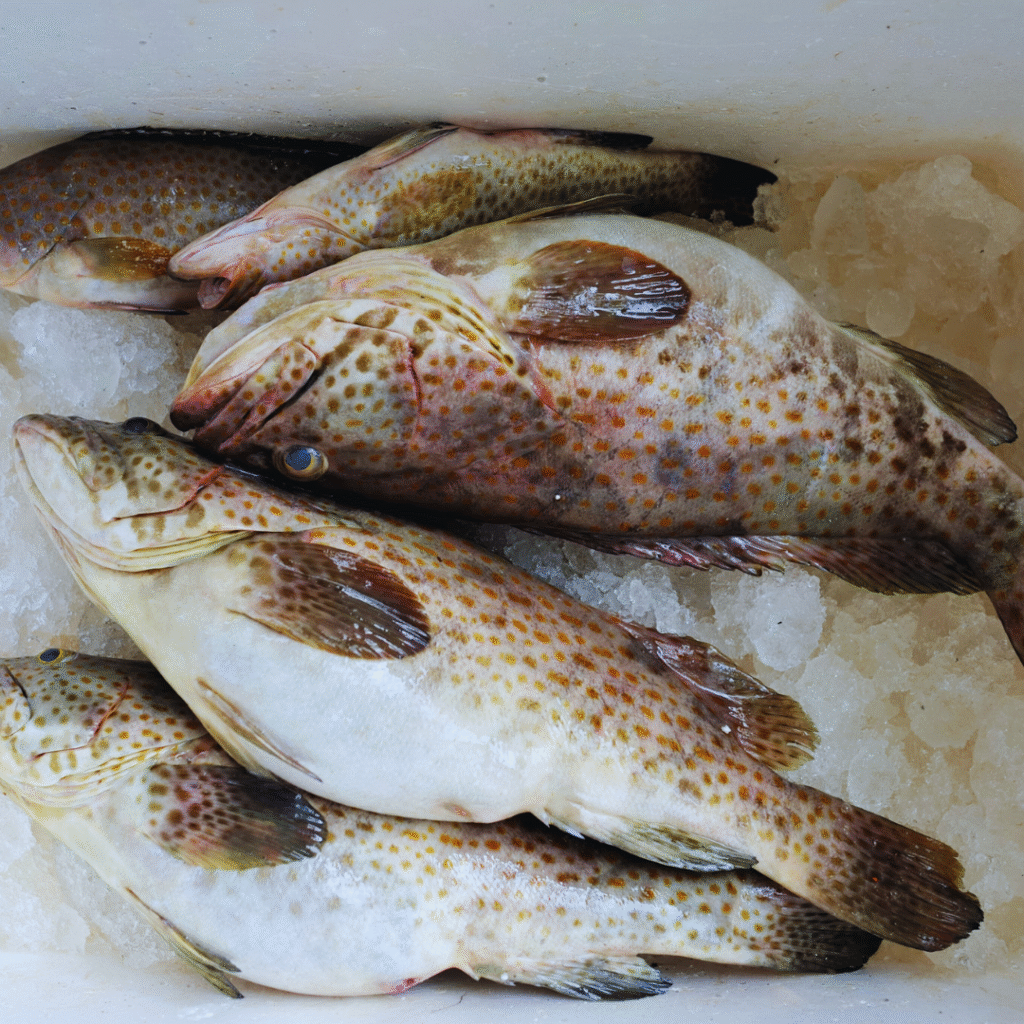 ikan_cakalang
