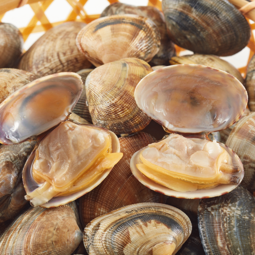 Kerang Bulu