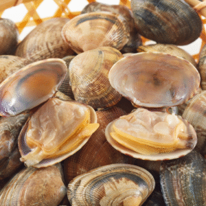Kerang Bulu