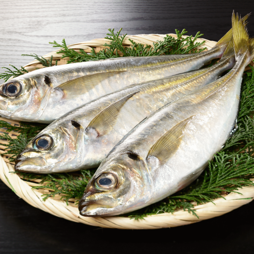 ikan_bawal_putih