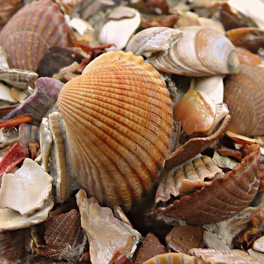 Kerang Dara