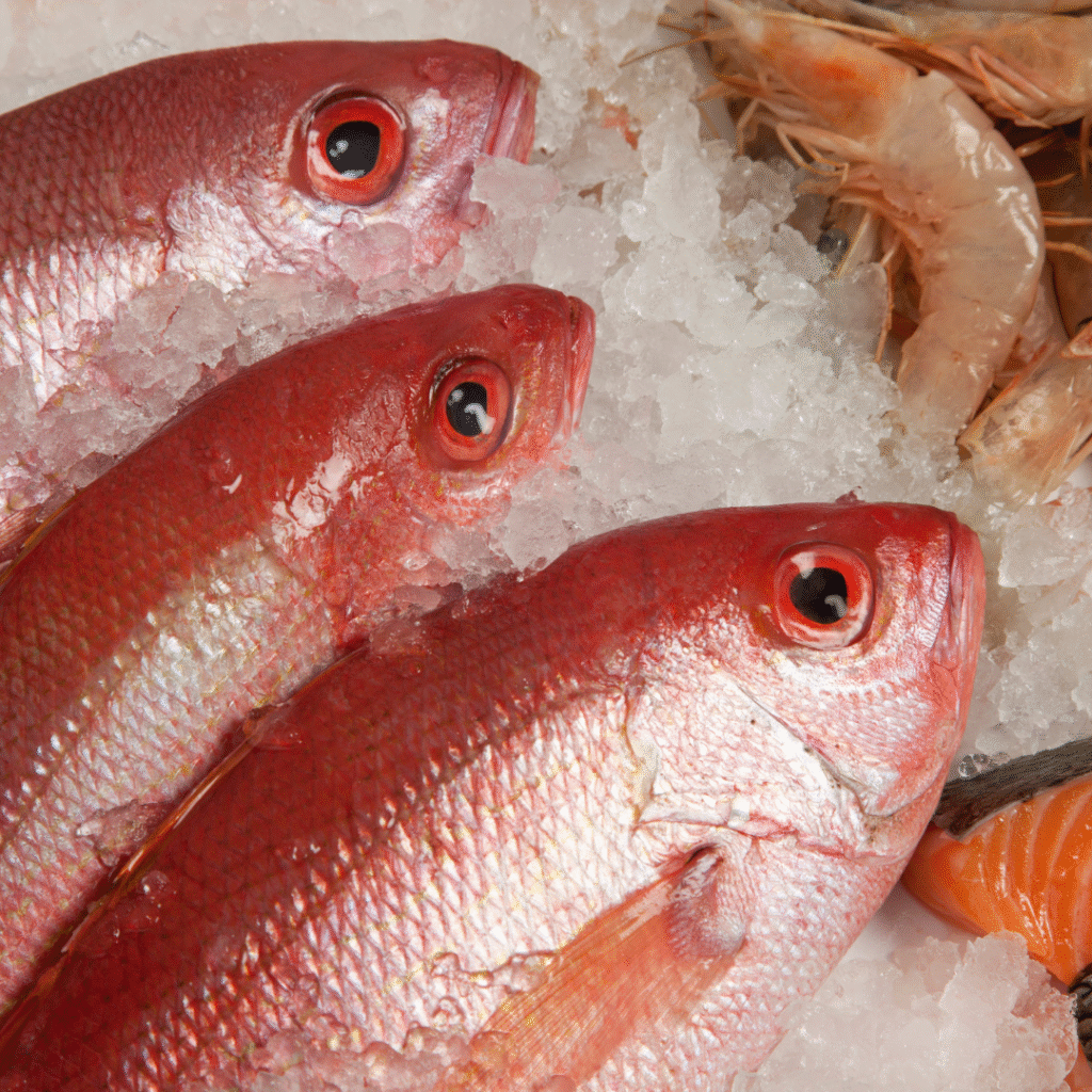 ikan_kakap_merah