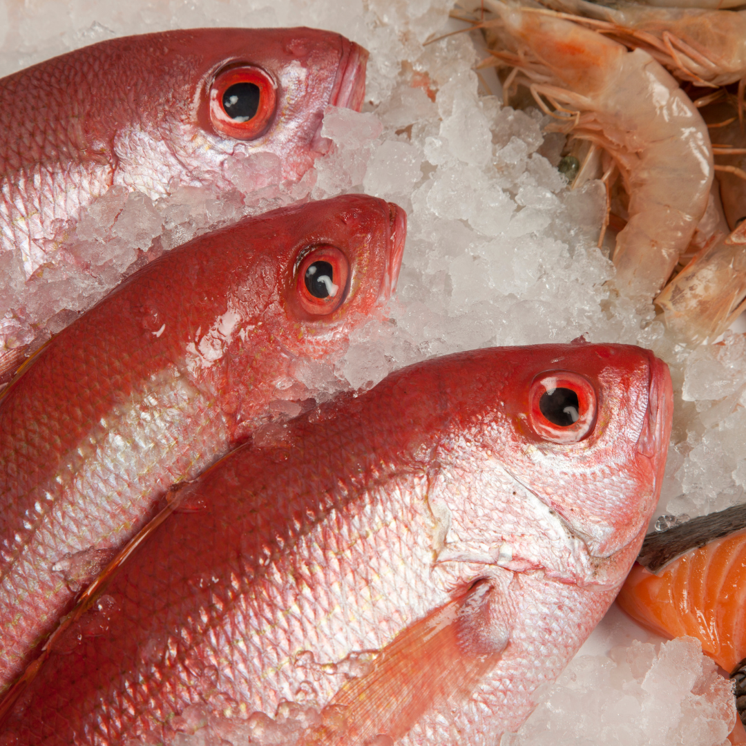 ikan_kakap_merah